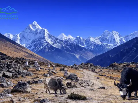 Langtang vs Everest Base Camp Trek: Which is Better for You? Cost, Difficulty, Itinerary & Full Comparison Guide