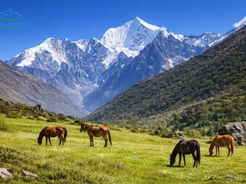 Langtang Valley Trek: Flora, Fauna & Biodiversity of Langtang National Park, Nepal
