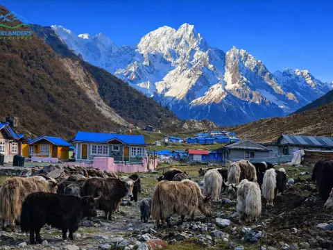 Bimthang Village (3,590m): Best Rest Stop After Larkya La Pass on the Manaslu Circuit Trek