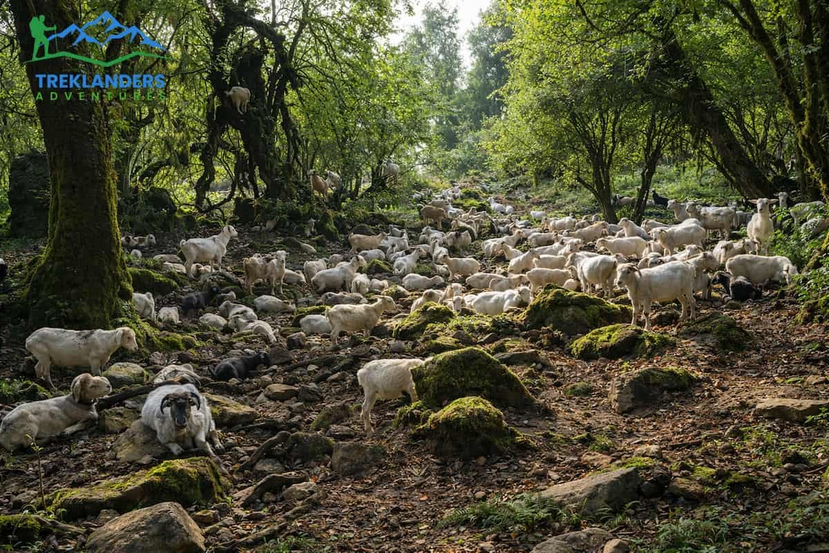 sheep- Mardi Himal Trek