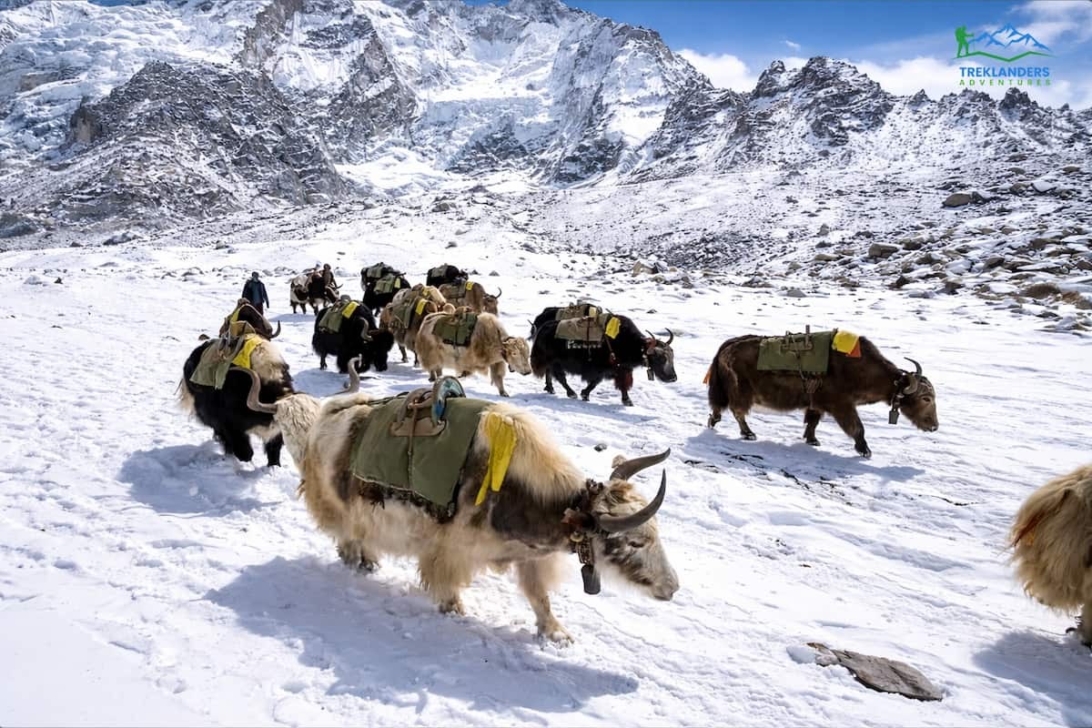 Yak- Everest Base Camp Trek