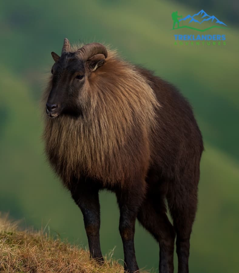 Himalayan Thar