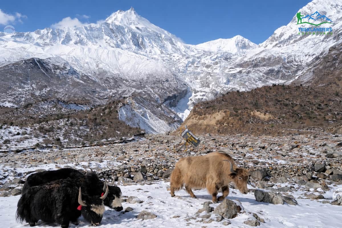 Manaslu Circuit Trek
