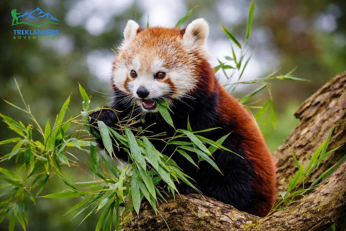 Red panda- Langtang Valley Trek
