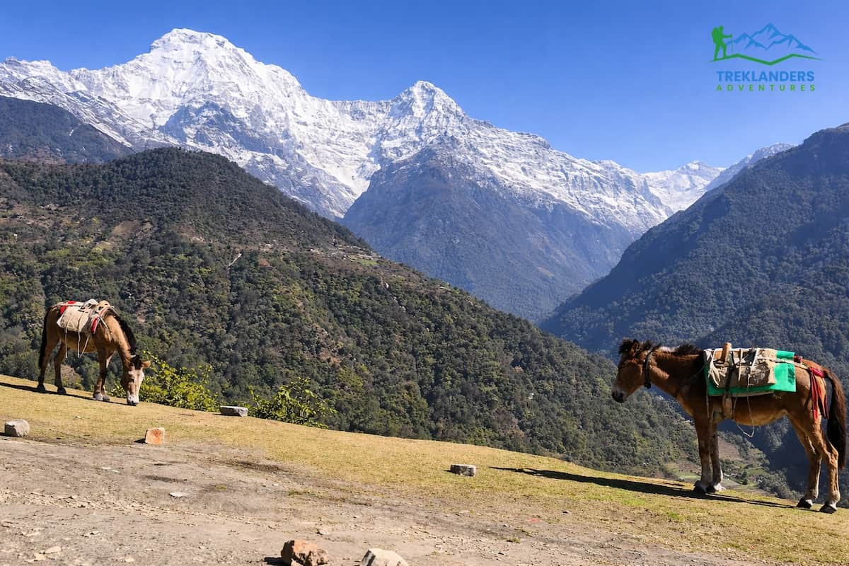 Chhomrong- Annapurna Base Camp Trek