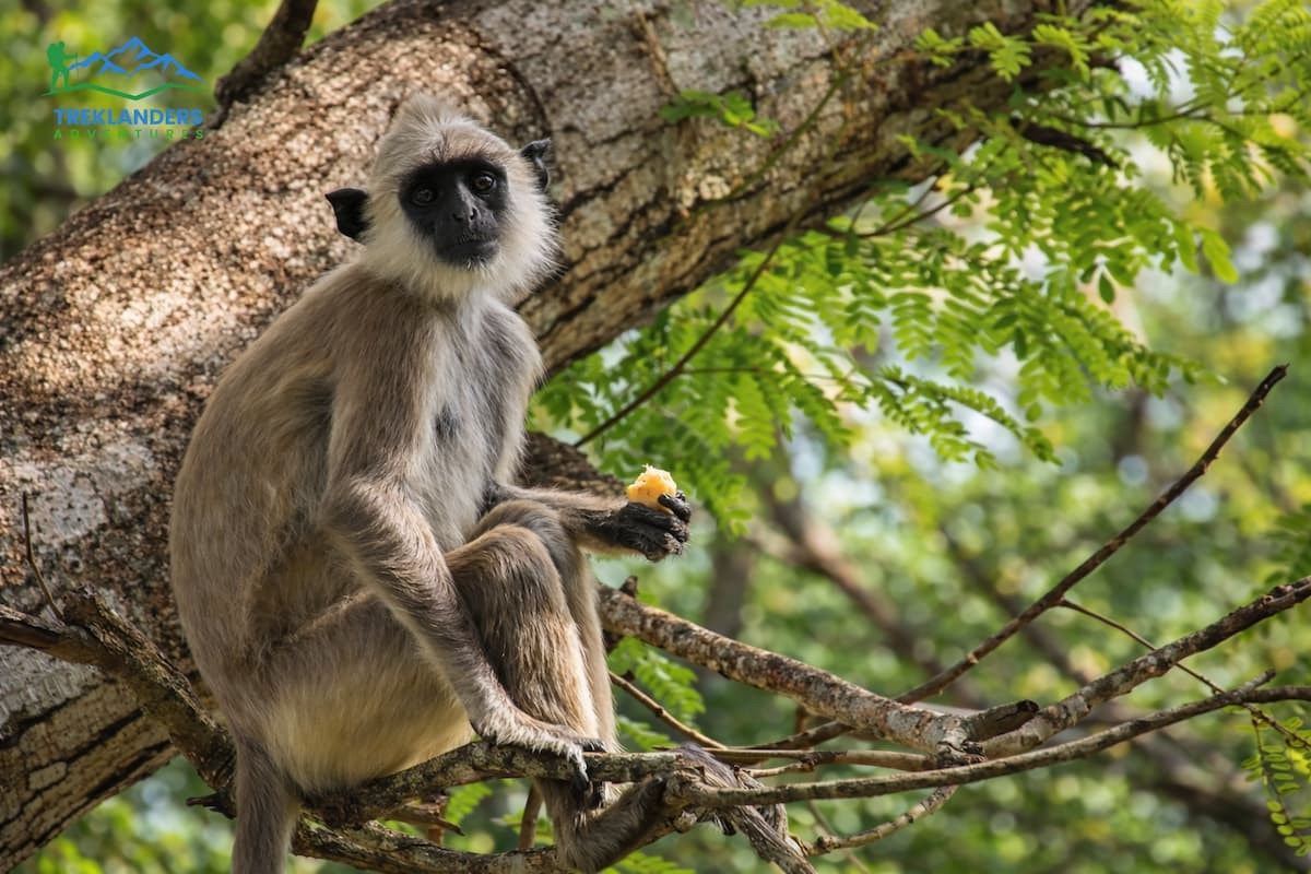 Langur-Annapurna Circuit Trek