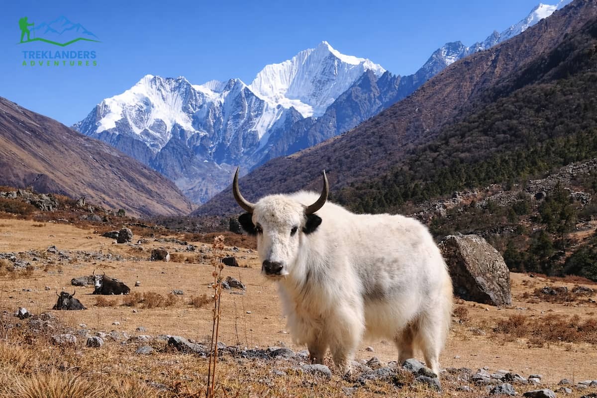 Yak- Langtang Valley Trek