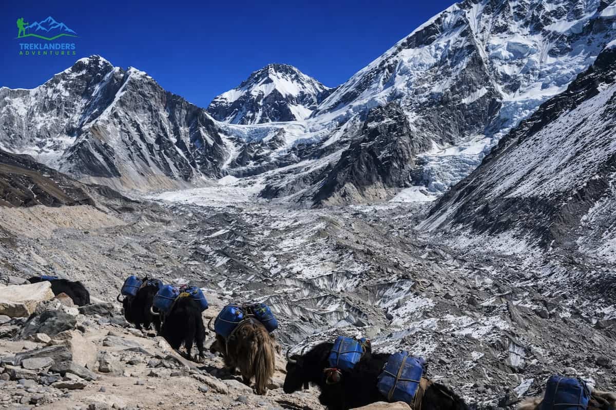 Yaks- Everest Base Camp Trek