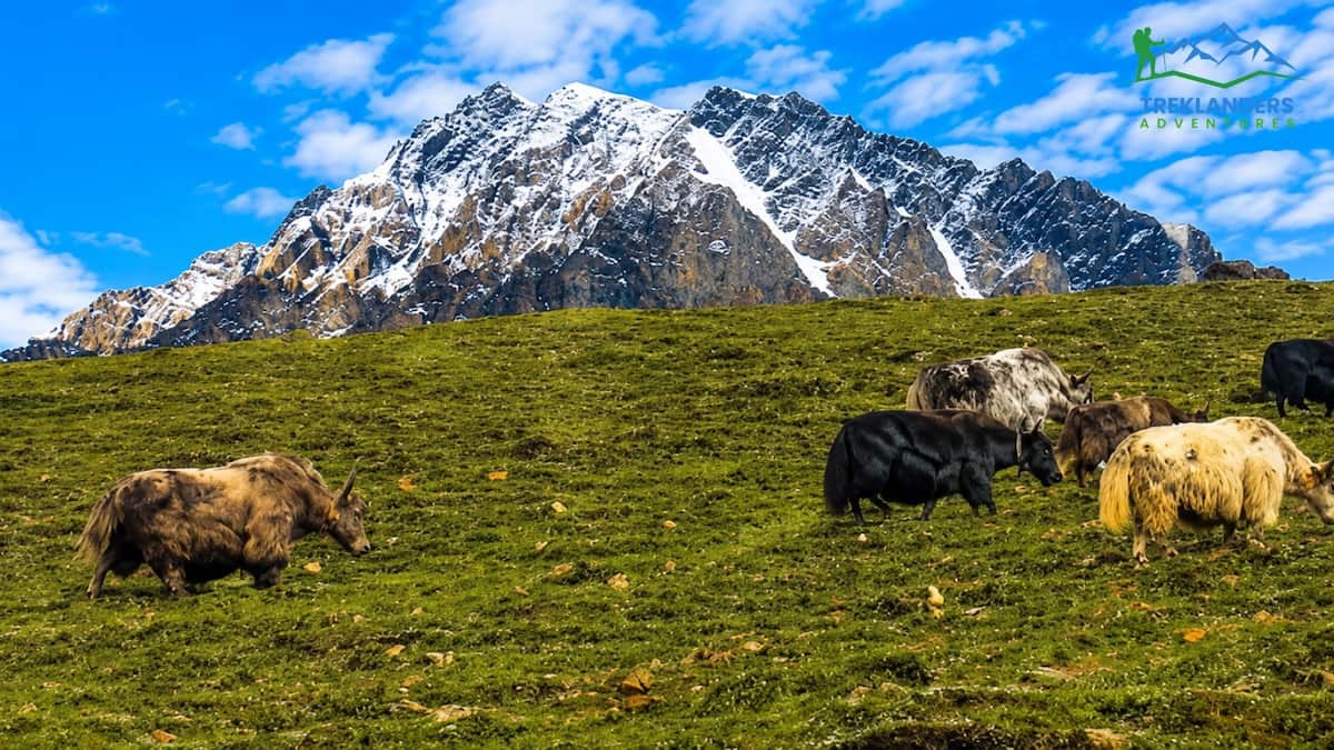 Monsoon Trek in Nepal - Nar Phu Valley trek