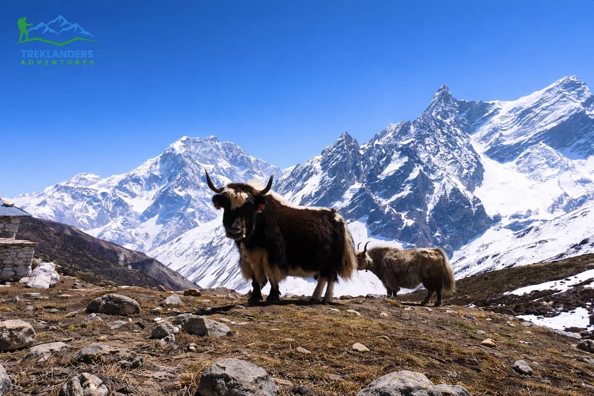 Yak Herding- Manaslu Circuit Trek