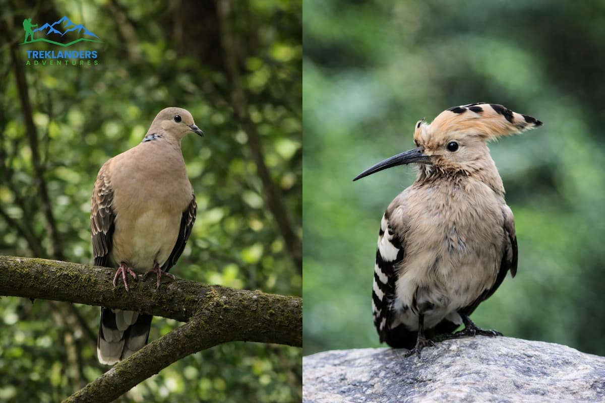 Birds- Langtang Valley Trek