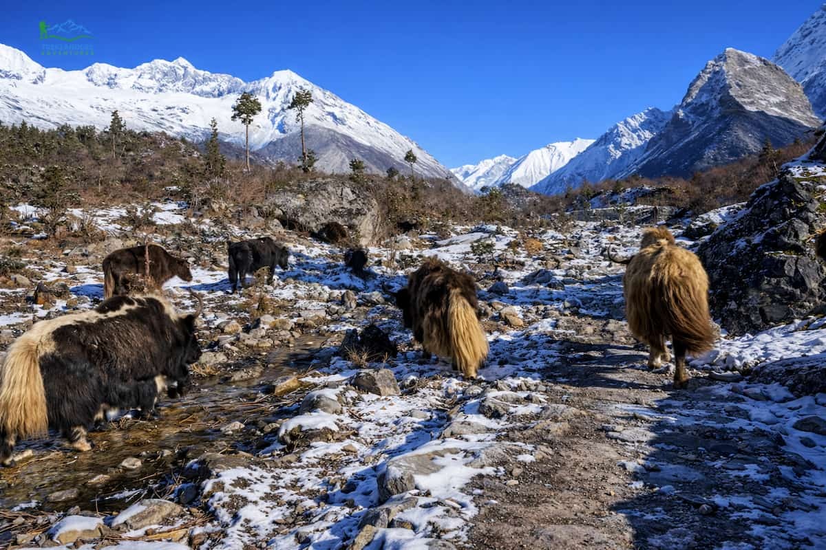 yak grazing - Manslu circuit Trek