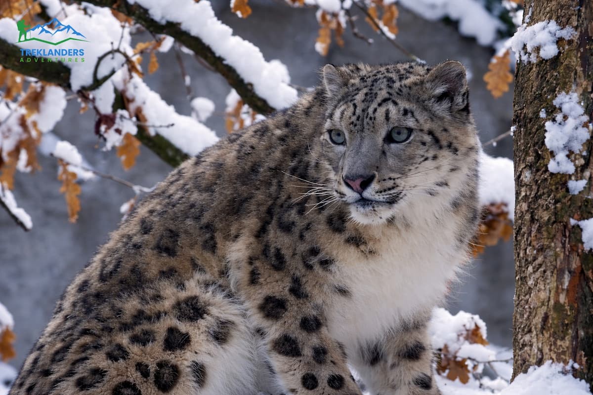 snow leopard