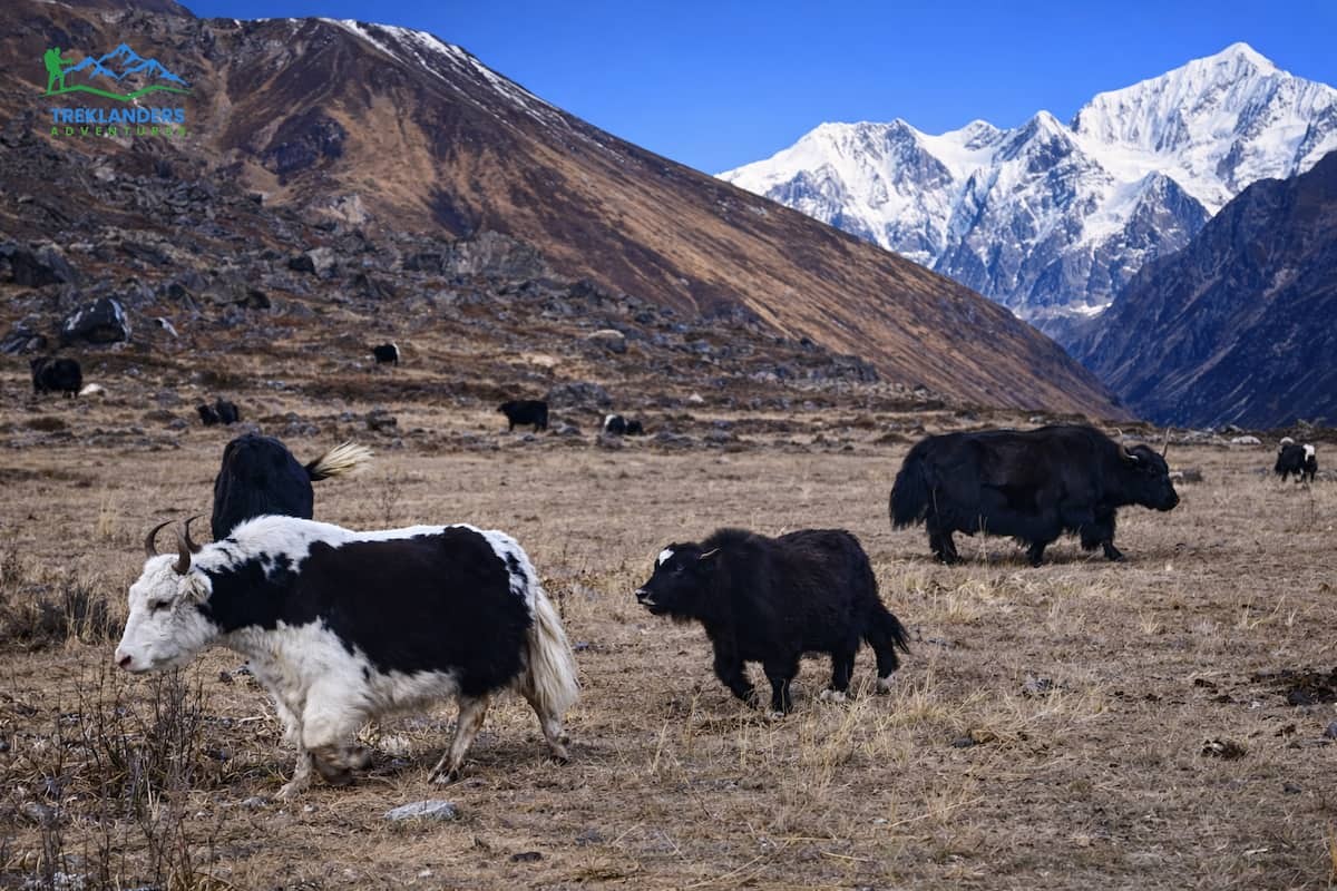 Yaks grazing in Mundu during the Langtang Valley Trek