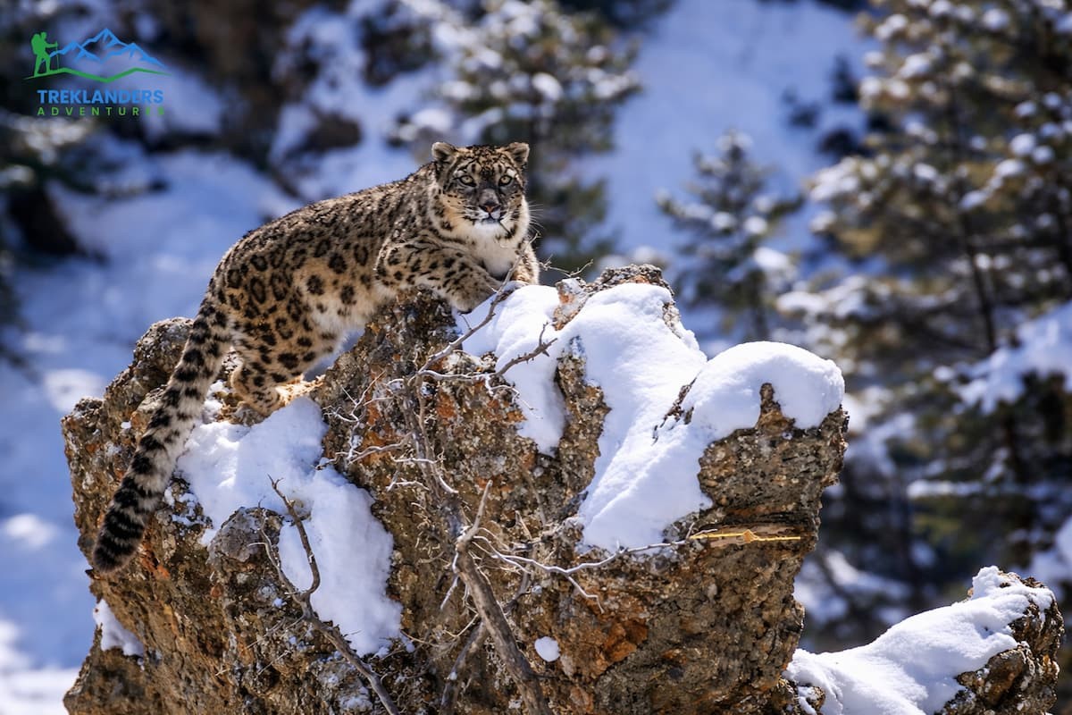Snow leopard- Langtang Valley Trek