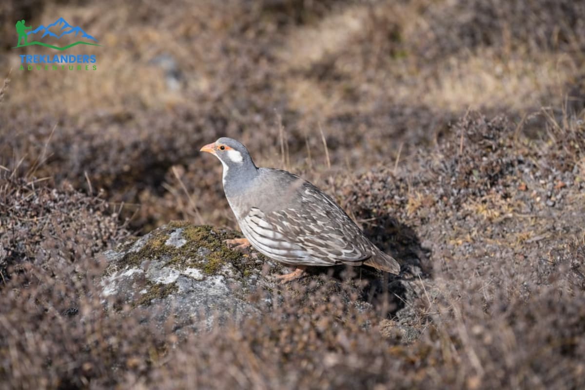 Himalayan Snowcock Bird- Langtang Valley Trek