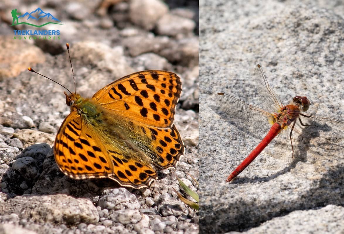 Butterflies & Insects- Langtang Valley Trek