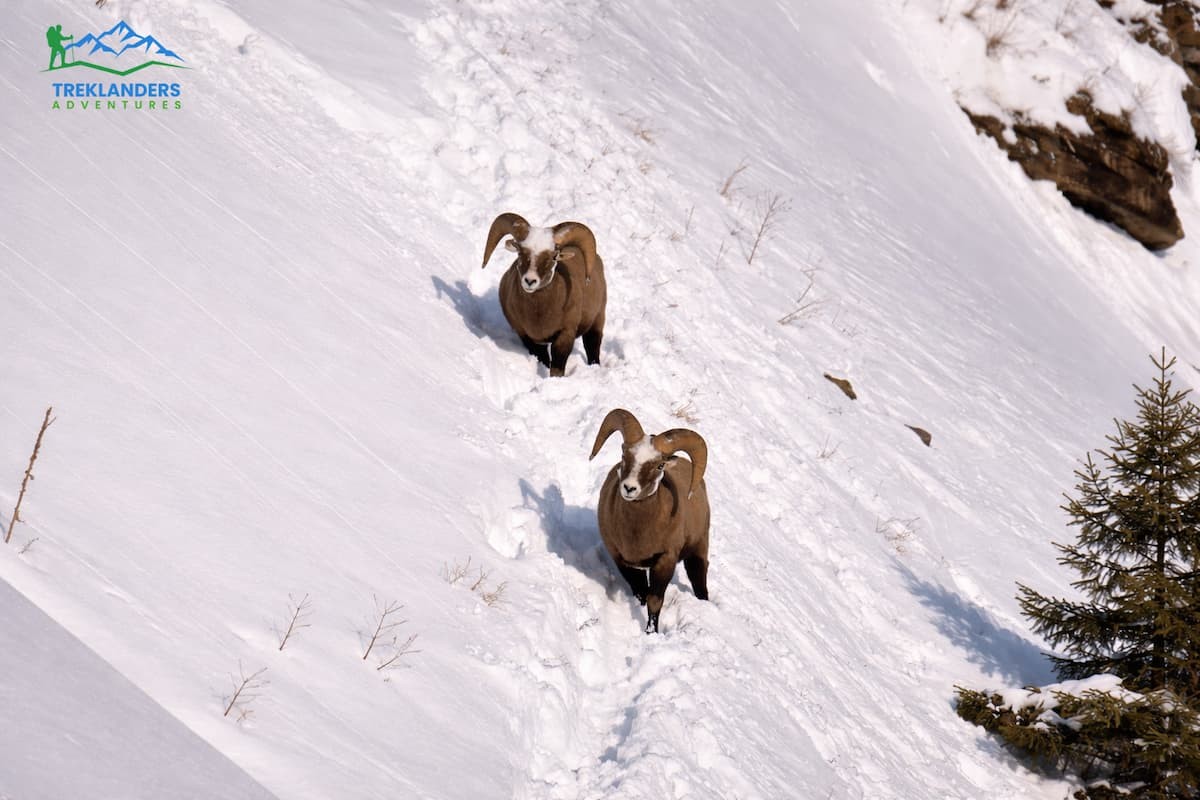 Himalayan Tahr – Annapurna Circuit Trek