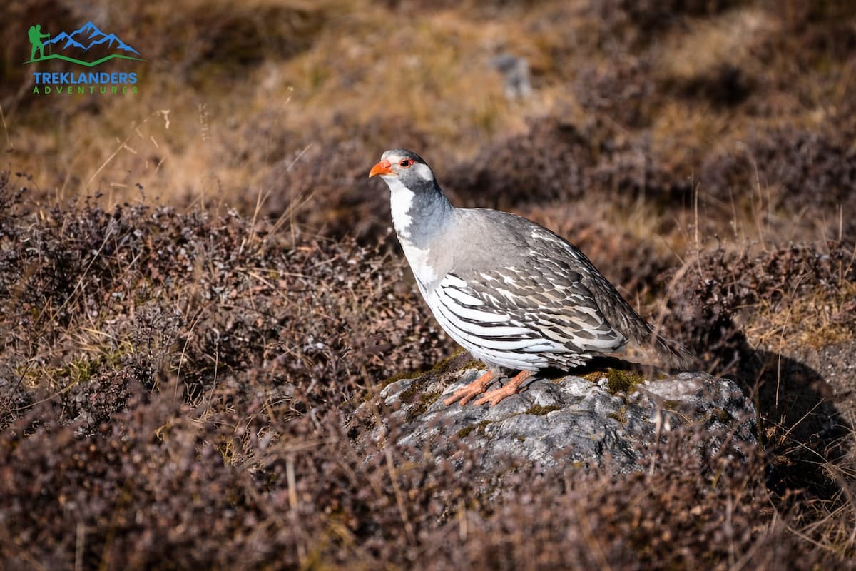 Bird wattching- Langtang Valley Trek