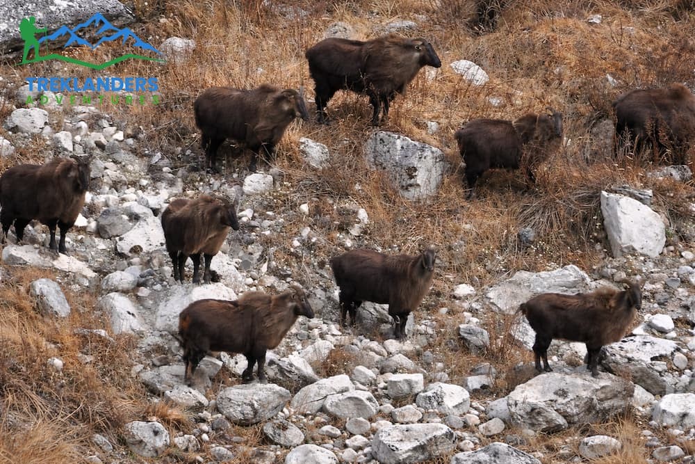 Himalayan Thar- Langtang Valley Trek