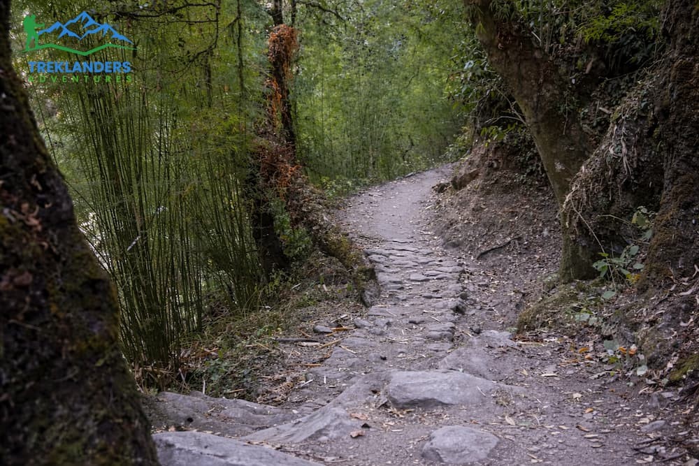 trail along bamboo forest- Langtang Valley Trek