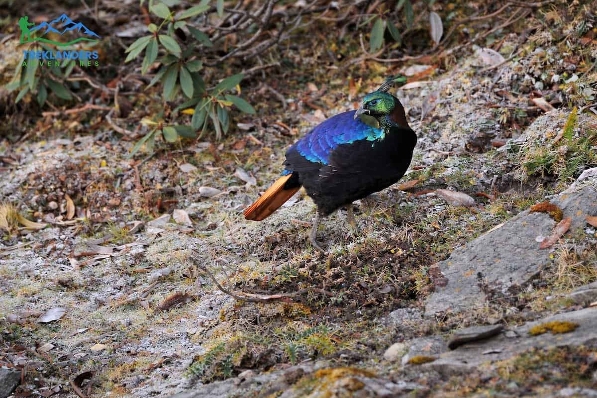 Himalayan Monal