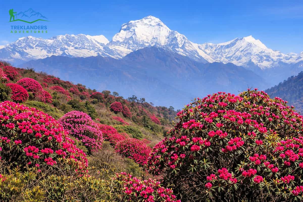 Ghorepani Poon Hill Trek