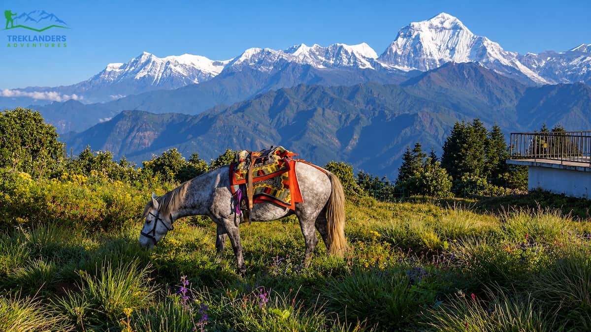 Ghorepani Poon Hill Trek