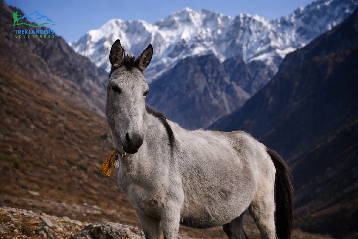 Horse Langtang Valley Trek