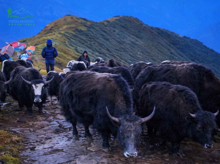 Local Wildlife- Yak- Khopra Ridge Trek