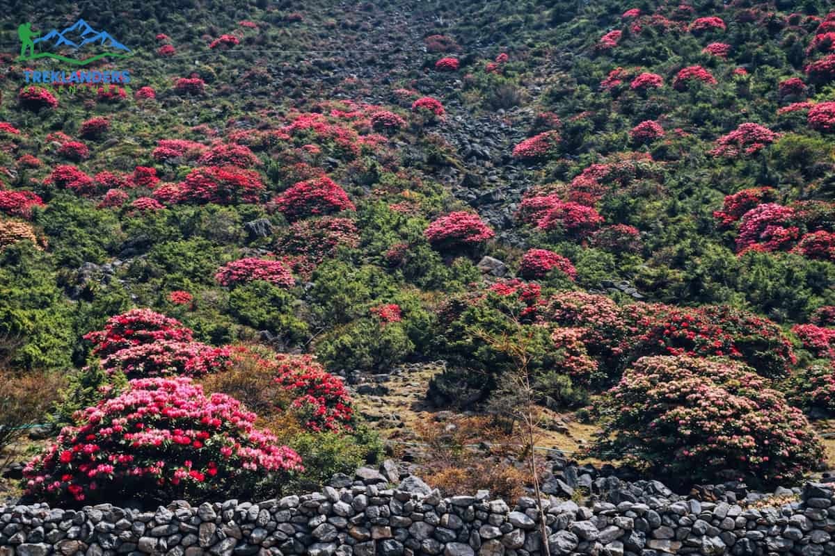 Rhododendron Forests- Everest Base Camp Trek