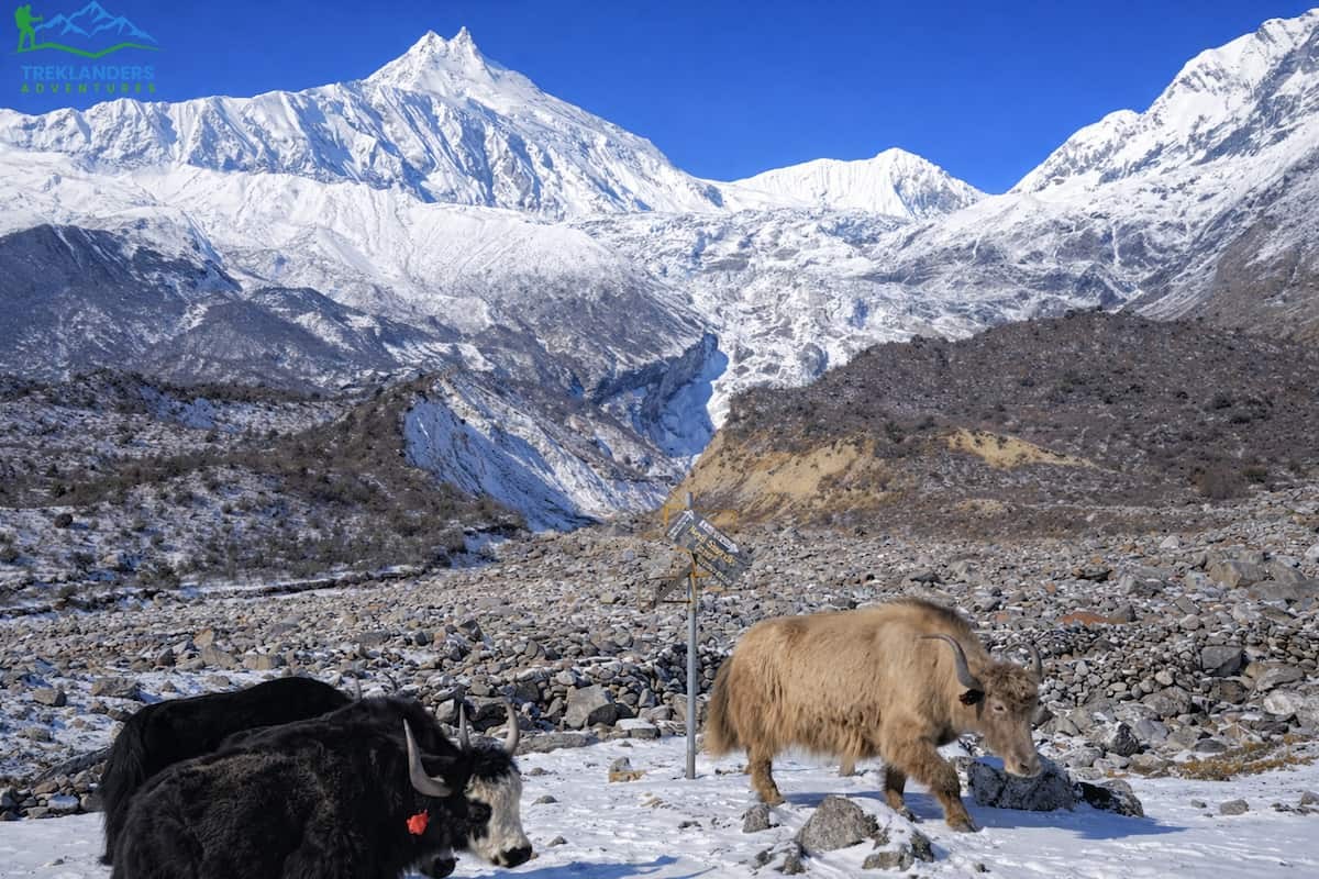 Yak with Mount Manaslu – Manaslu Circuit Trek