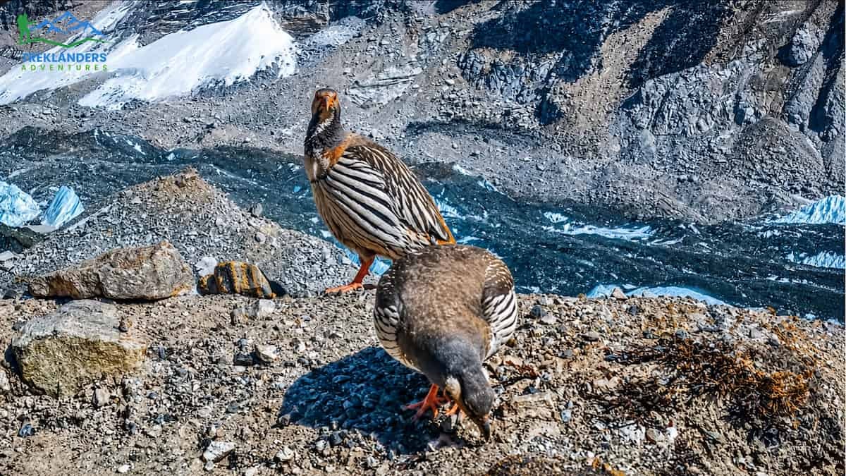 Himalayan Snowcocks spotted near Everest Base Camp
