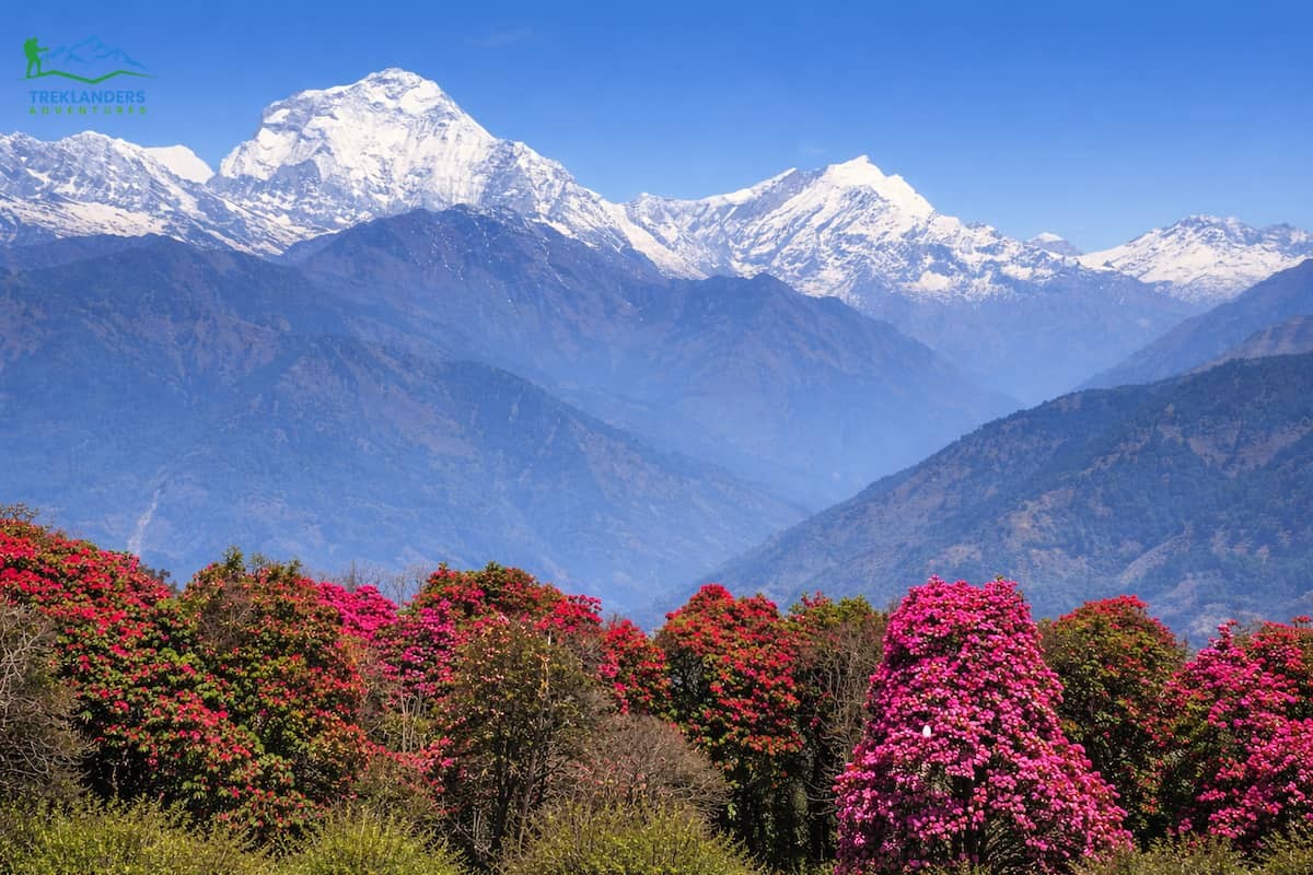 Ghorepani Poon Hill Trek
