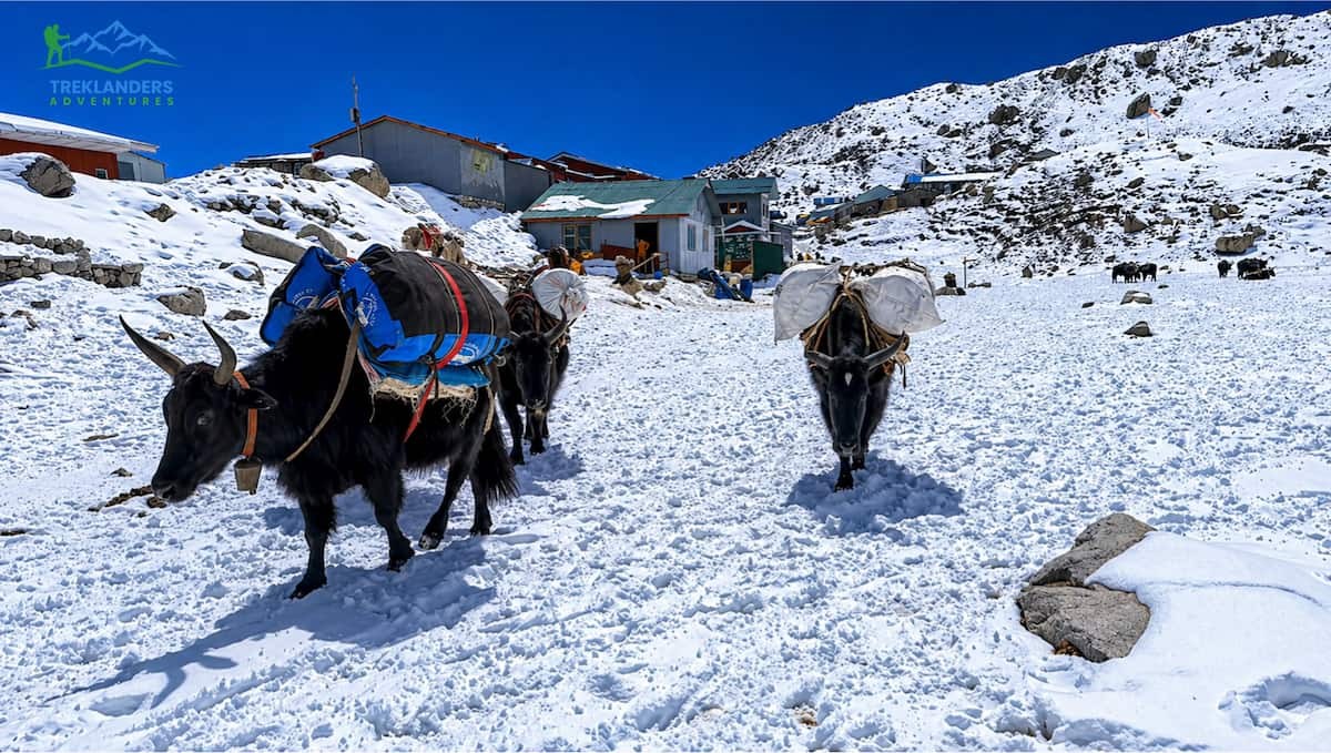 Logistic Supplies Are Transported by Yak from Gorak Shep to Everest Base Camp