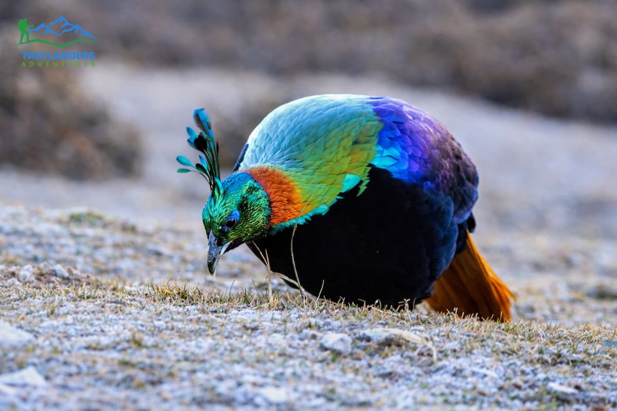Himalayan Monal- Everest Region Trek