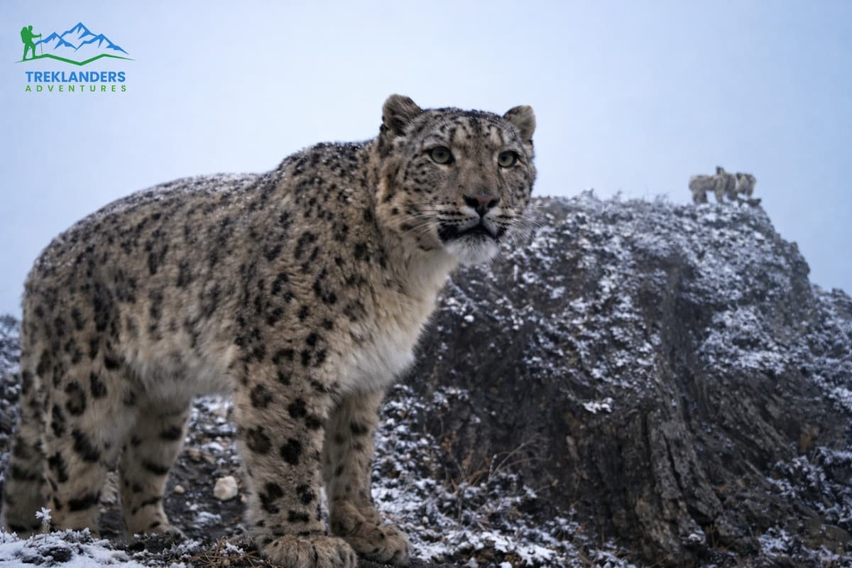 Snow Leopard