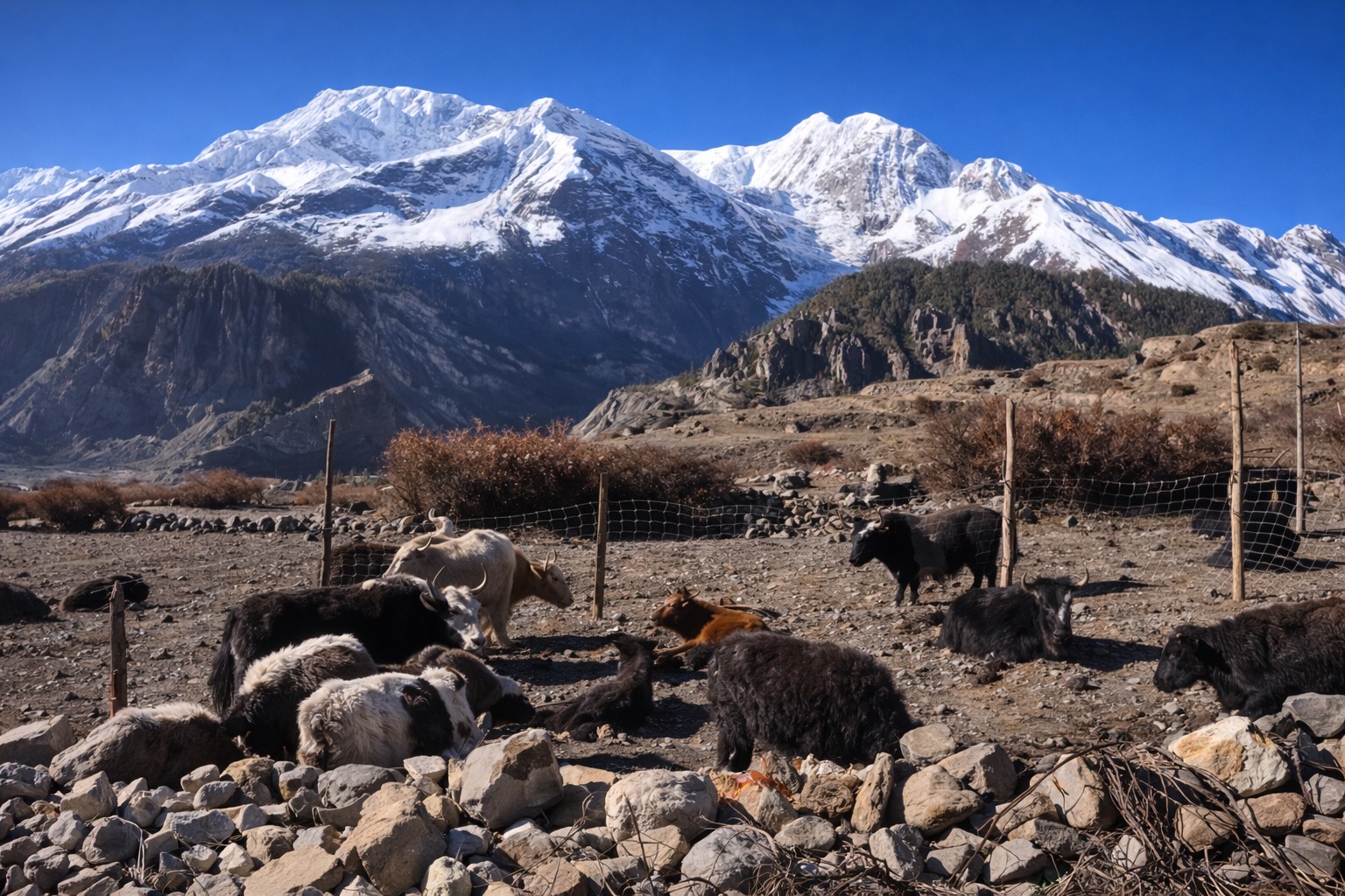 Yak herd- Annapurna Circuit Trek