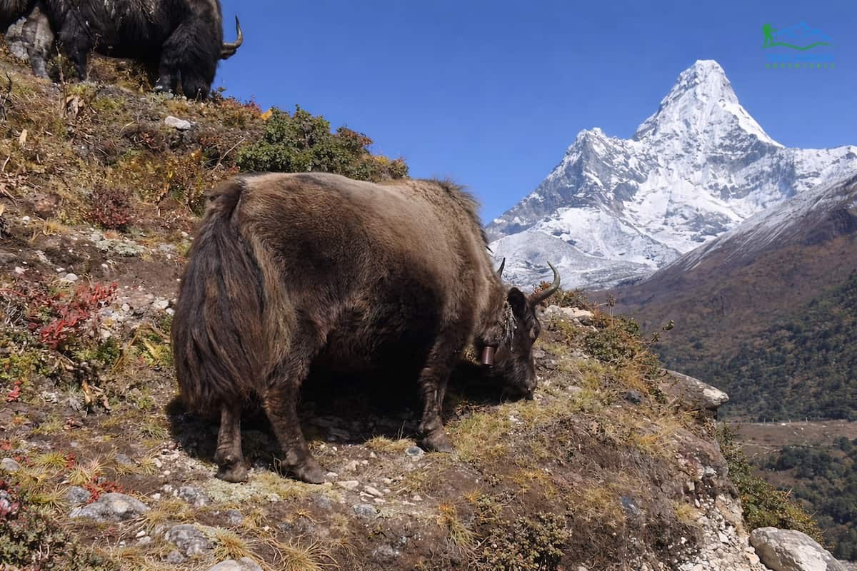Mt. Ama Dablam- Everest Base Camp Trek