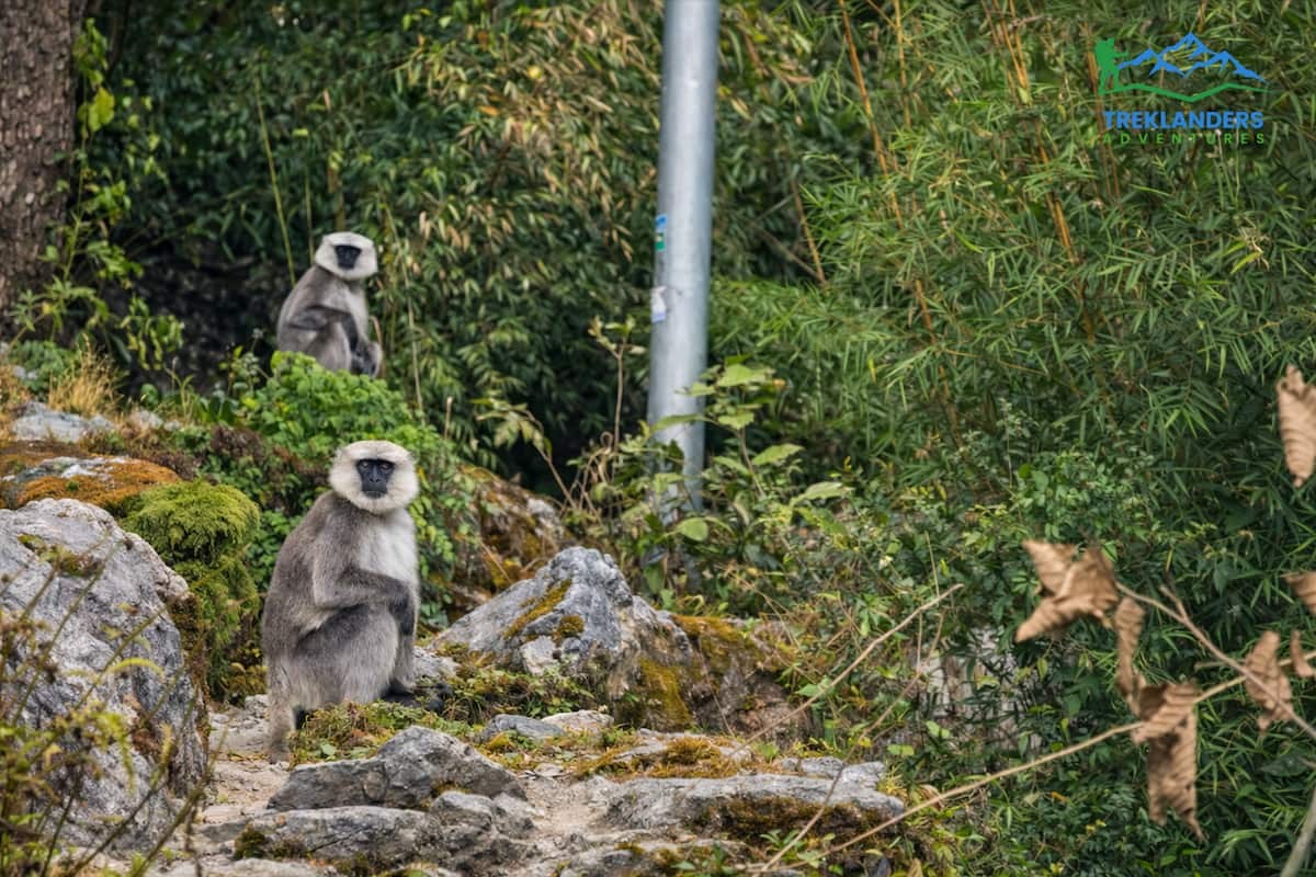langurs- langtang Valley Trek
