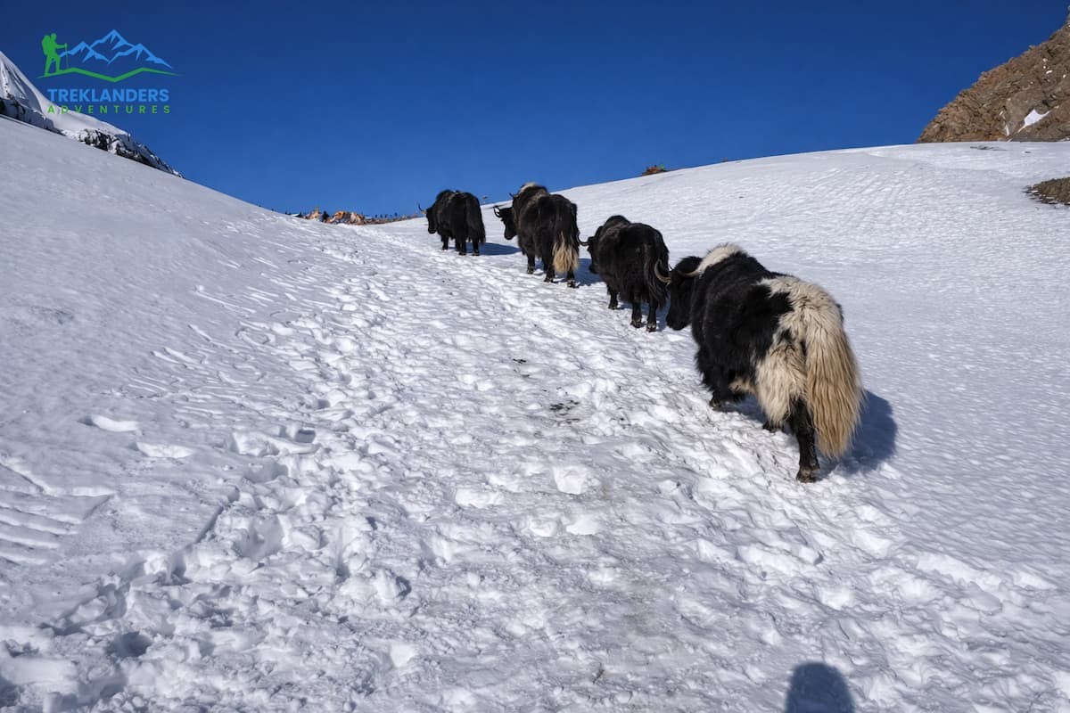 Yak crossing Thorong La - Annapurna Circuit Trek