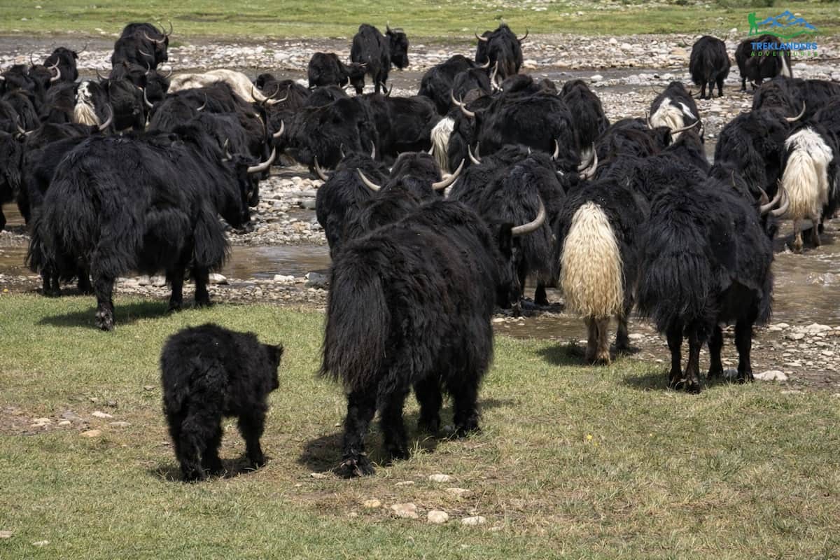 Yaks- Annapurna Circuit Trek