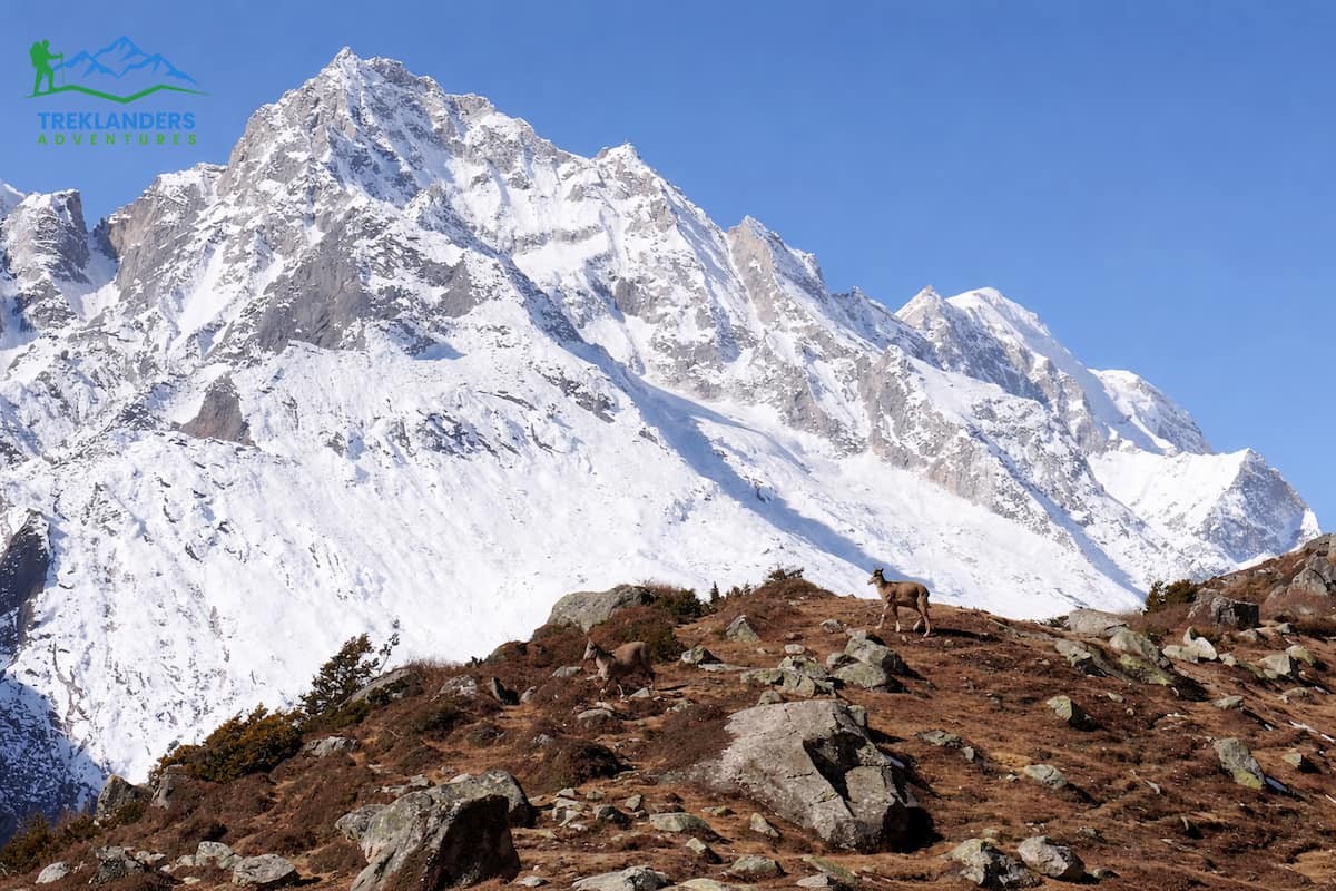 Himalayan Thar- Manaslu Circuit Trek