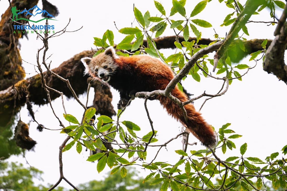 Red Panda- Langtang Trek