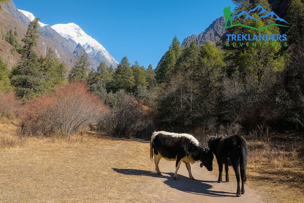 Ghoda Tabela- Langtang Valley Trek