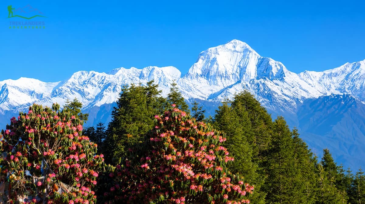 Ghorepani Poon Hill Trek