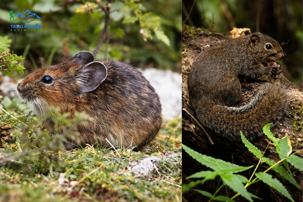 Wildlife Mammals- Langtang Valley Trek
