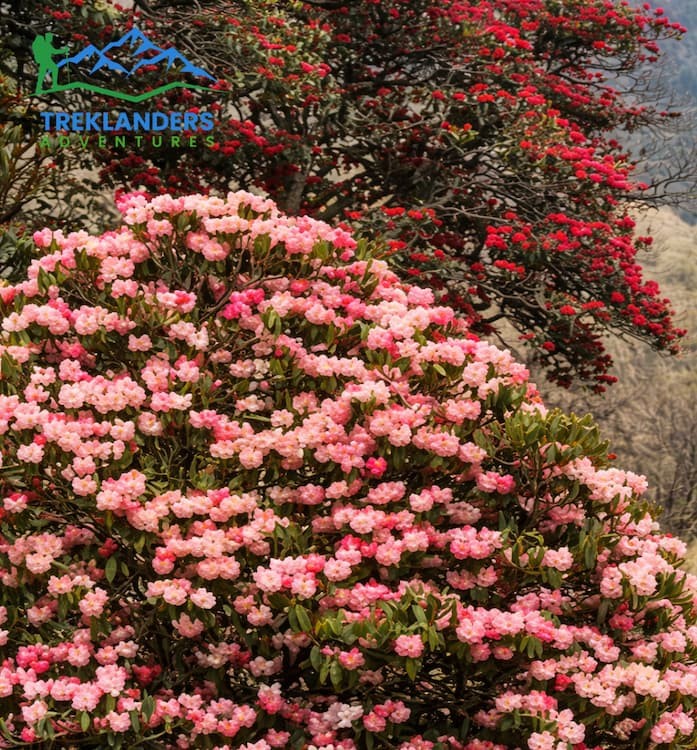 Rhododendron- Langtang Valley Trek