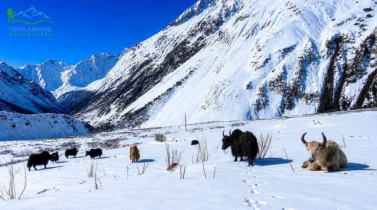 Yaks grazing along the Manaslu Circuit Trek trail
