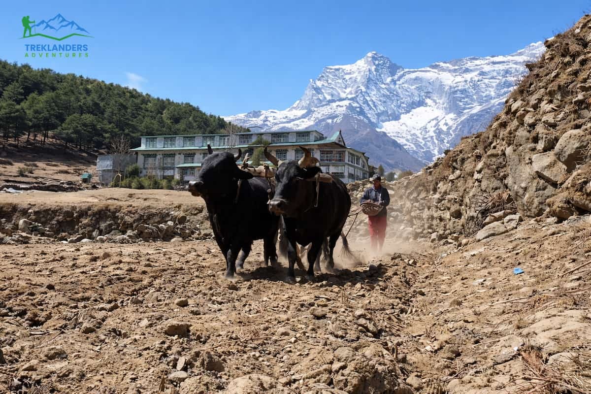 Sherpa people farming and ploughing fields in Namche.
